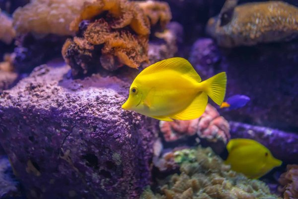 Quelles sont les astuces pour déménager un aquarium tropical sans stress pour les poissons?