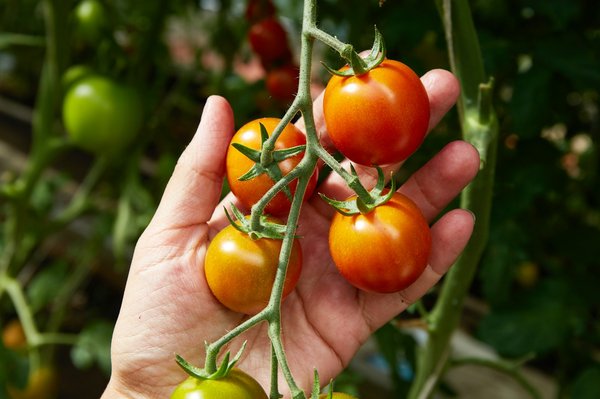 Le guide pour bien cultiver des tomates dans son jardin