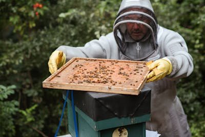 Matériel apiculture : tout ce qu’il faut pour vos ruches